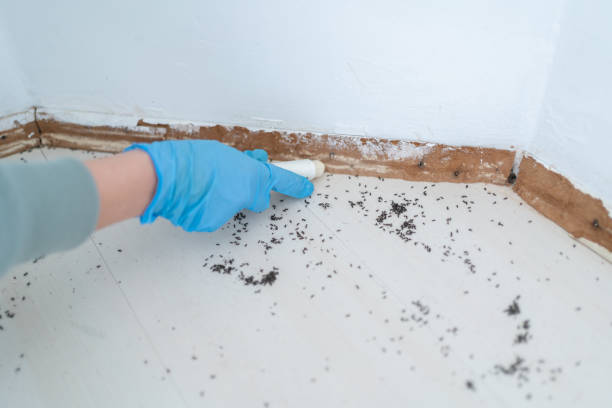 Best Wasp Removal Services  in Panaca, NV